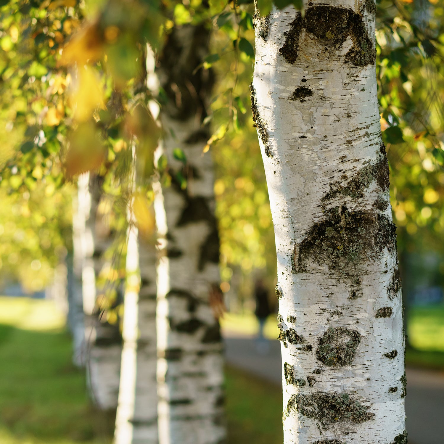 Birch Tree Special Offers | Betula Online Sale | Ornamental Trees