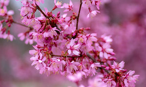 Cherry Blossom Offers