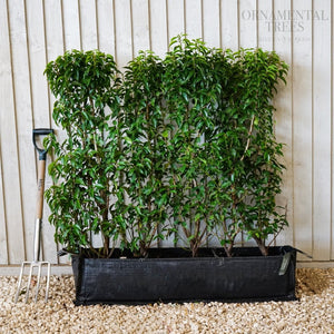 Portuguese Laurel Instant hedging