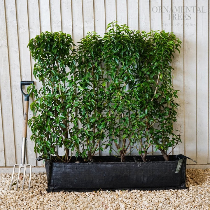 Portuguese Laurel Instant hedging