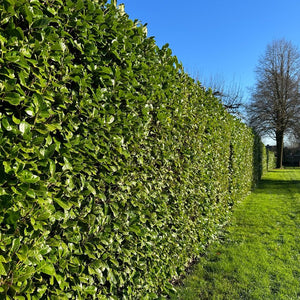 Prunus laurocerasus 'Rotundifolia' Cherry Laurel hedging