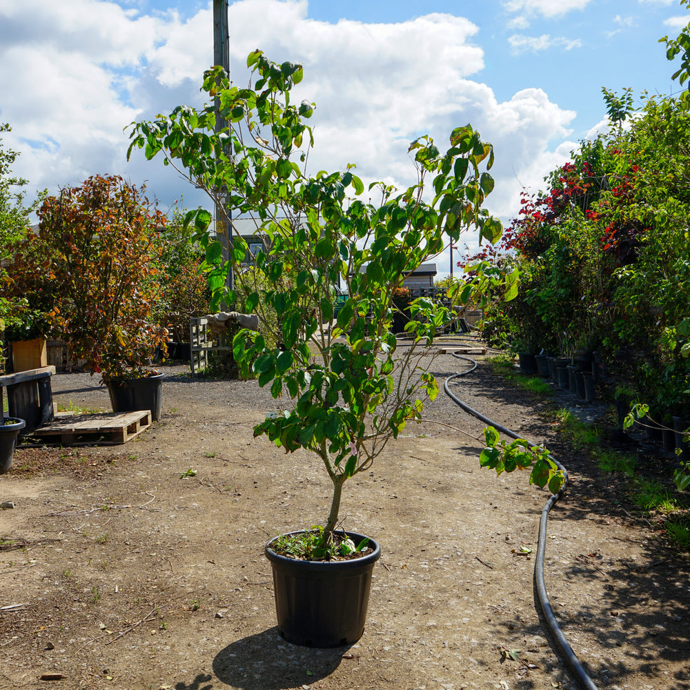 Mature Assorted Cornus Trees