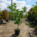 Mature Assorted Cornus Trees
