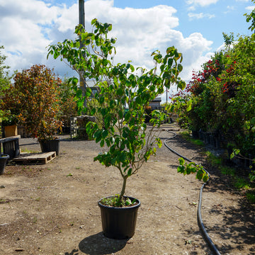 Mature Assorted Cornus Trees