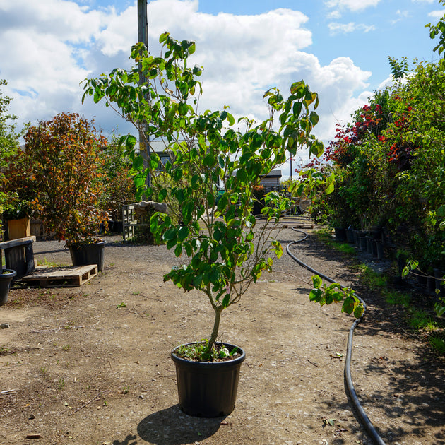 Mature Assorted Cornus Trees