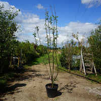 Assorted Mature Crab Apple Trees