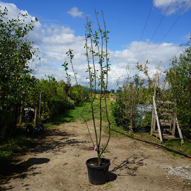Assorted Mature Crab Apple Trees