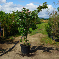 Mature Assorted Cornus Trees