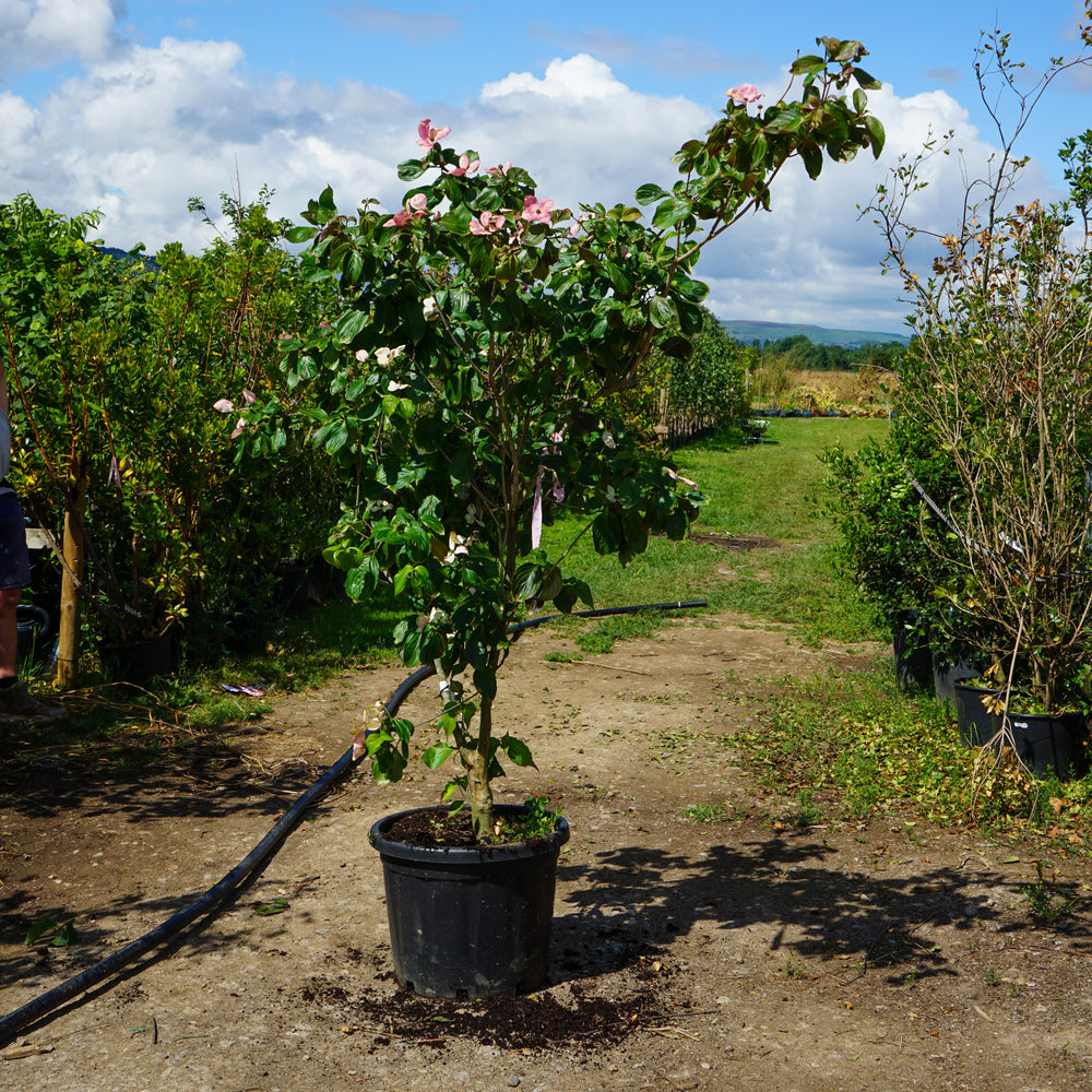 Mature Assorted Cornus Trees