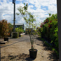 Mature Assorted Amelanchier Trees