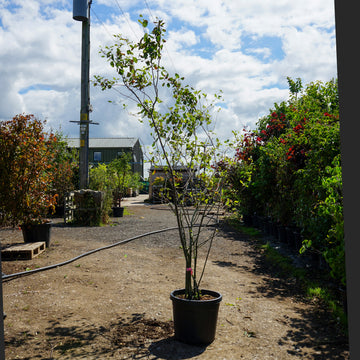 Mature Assorted Amelanchier Trees