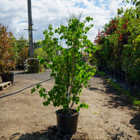 Mature Assorted Cornus Trees