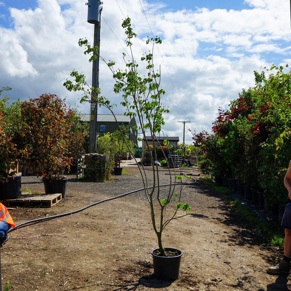 Mature Assorted Cornus Trees