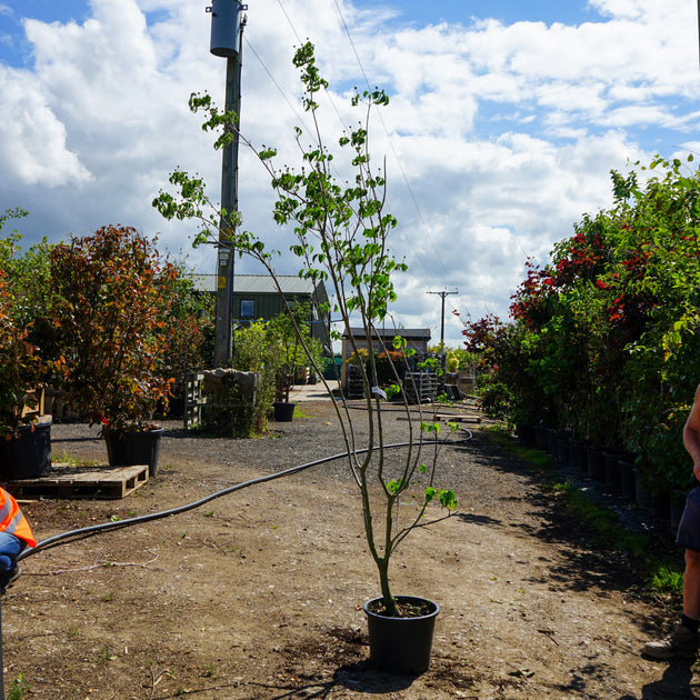 Mature Assorted Cornus Trees