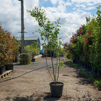Mature Assorted Amelanchier Trees