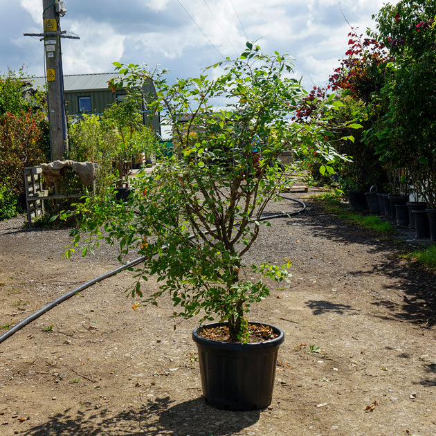 Mature Euonymus alatus Trees