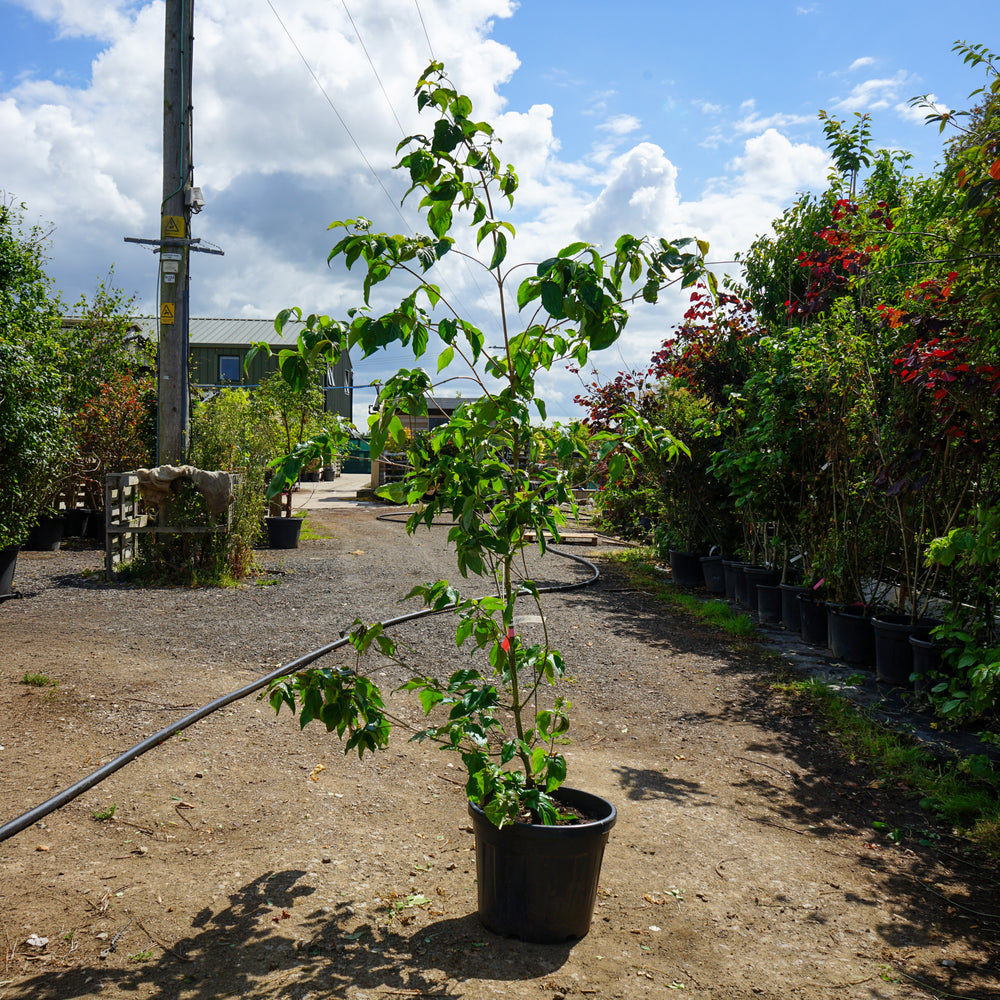 Mature Assorted Cornus Trees