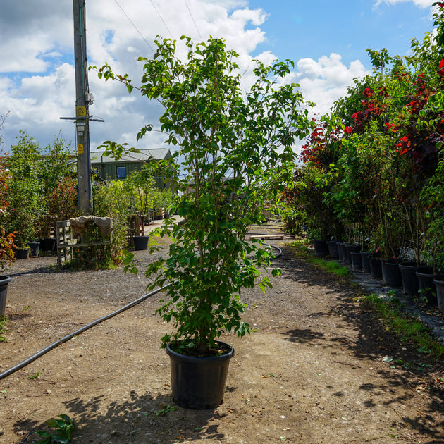 Mature Assorted Cornus Trees