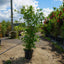 Assorted Mature Flowering Dogwood Trees