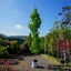 Assorted Mature Sweet Gum Trees