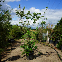 Mature Assorted Cornus Trees