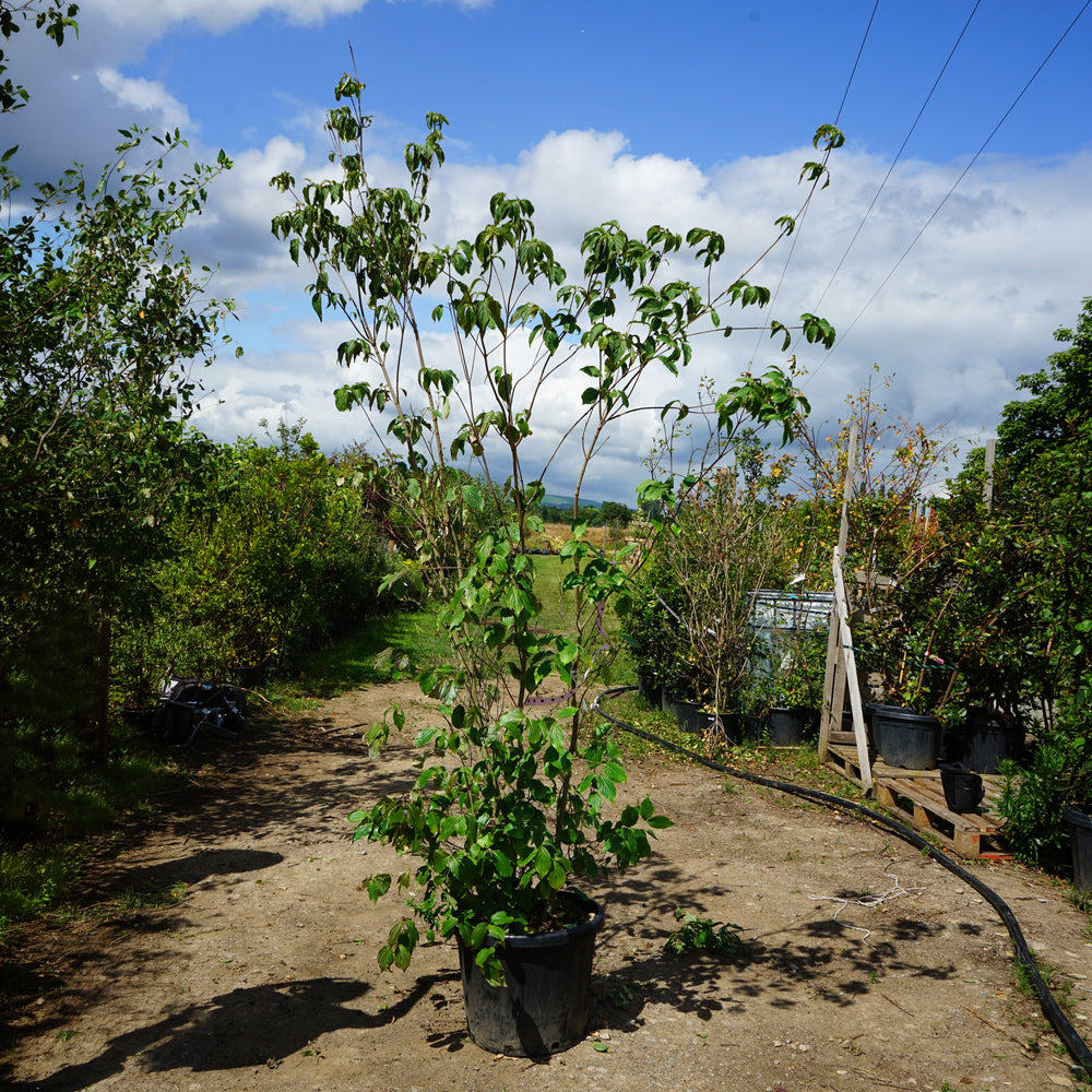 Mature Assorted Cornus Trees