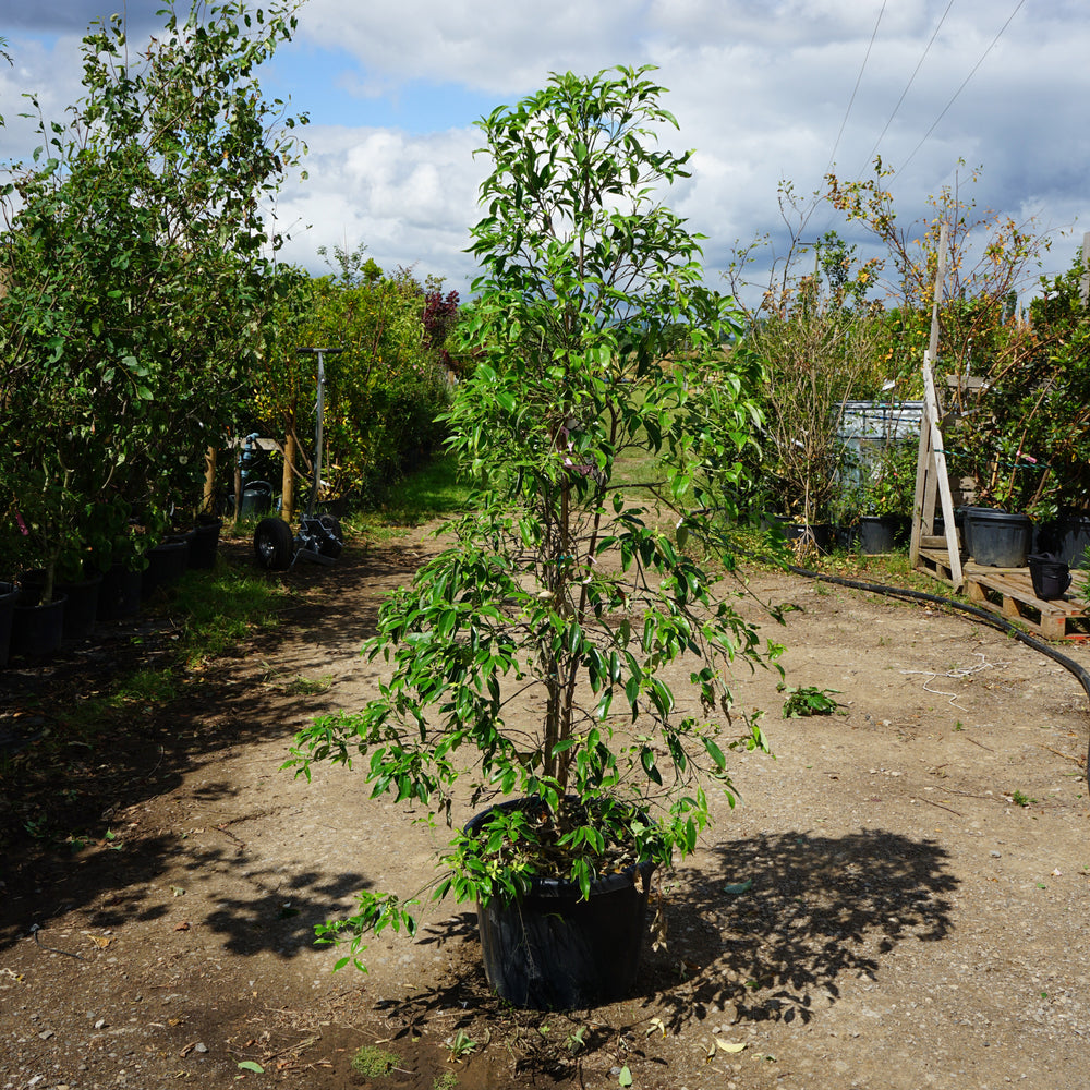 Mature Assorted Cornus Trees