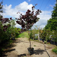 Assorted Mature Cercis Trees