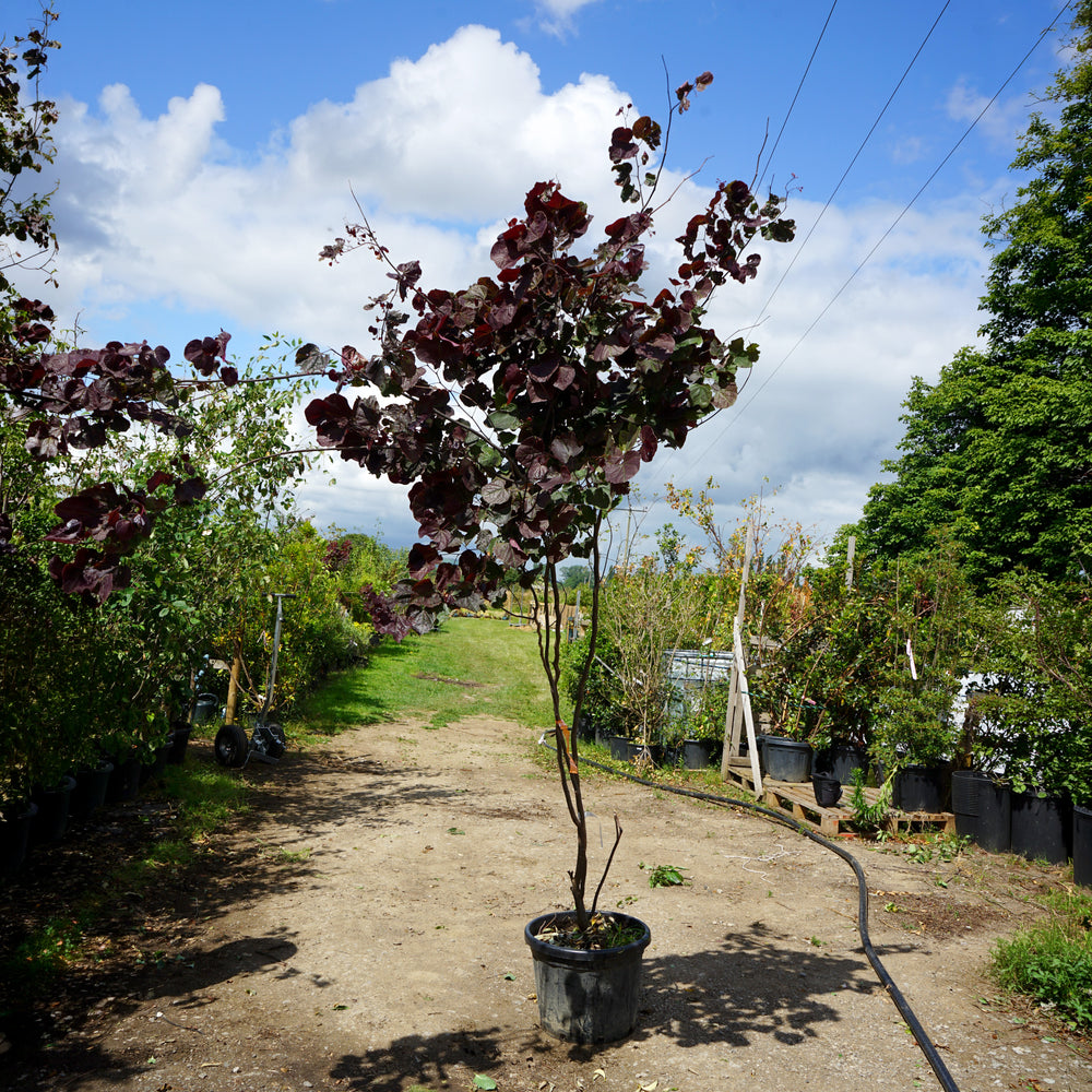Assorted Mature Cercis Trees