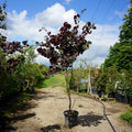 Assorted Mature Cercis Trees