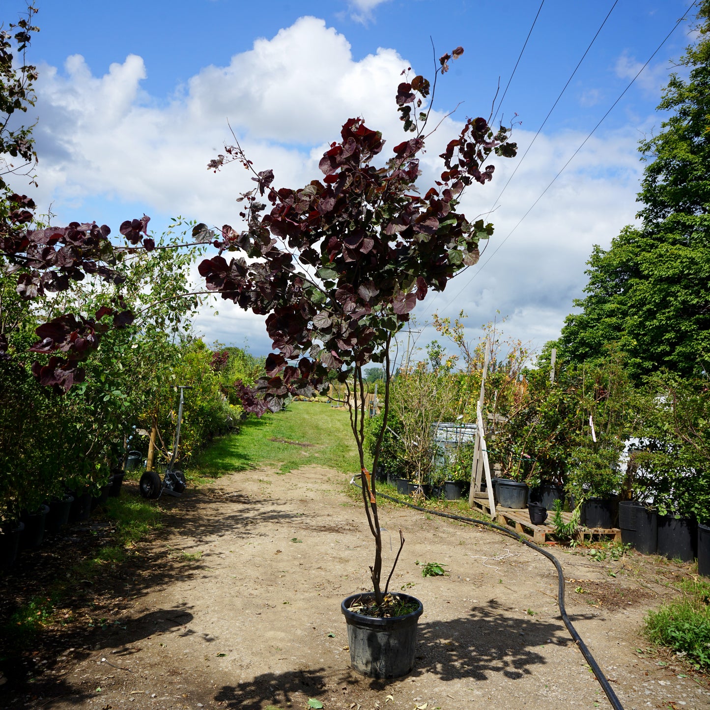 Assorted Mature Cercis Trees