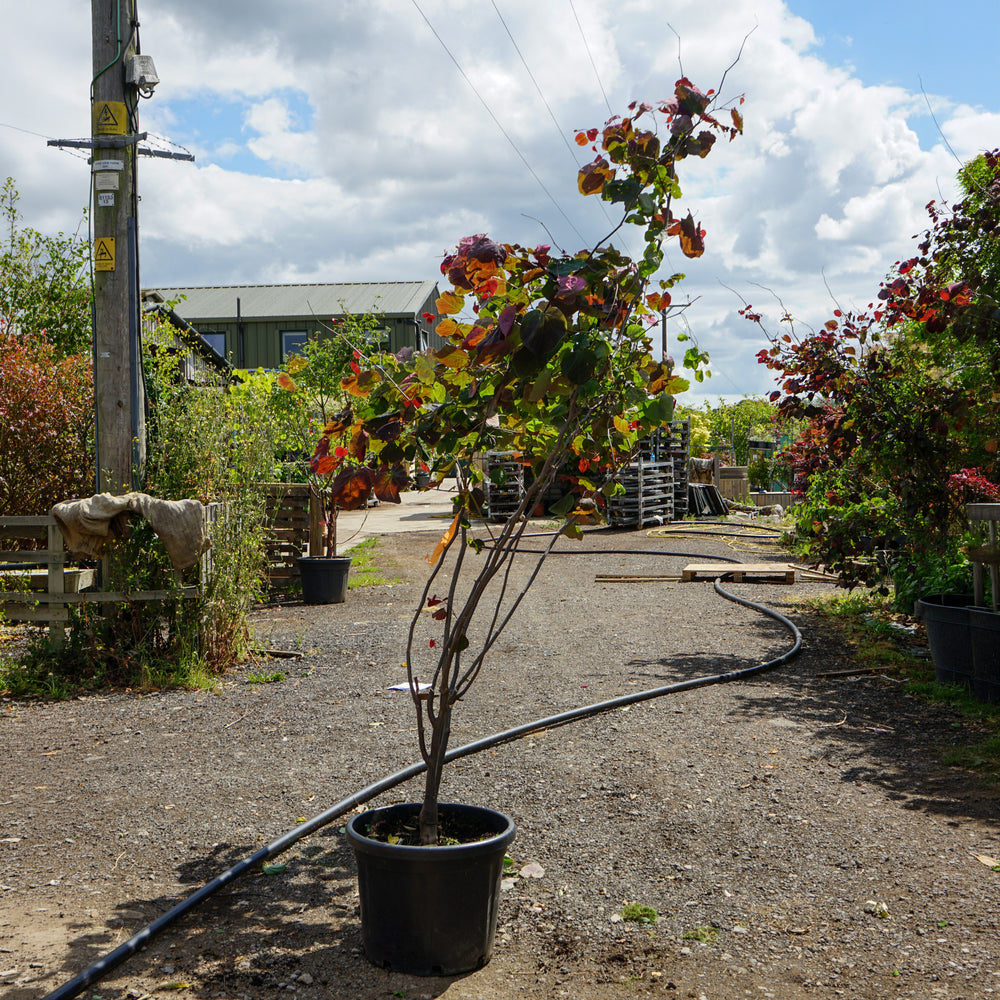 Assorted Mature Cercis Trees