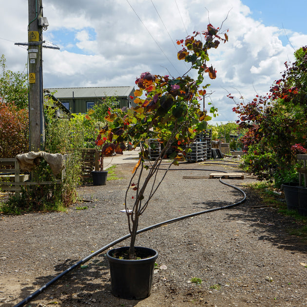 Assorted Mature Cercis Trees