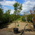 Mature Assorted Cornus Trees