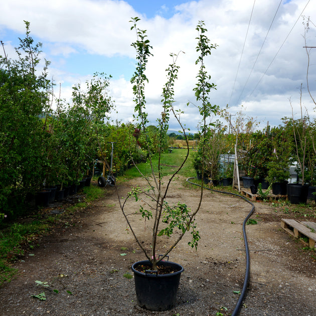 Mature Assorted Malus Trees