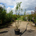 Mature Assorted Malus Trees
