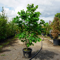 Assorted Mature Cercis Trees
