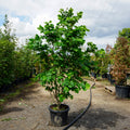 Assorted Mature Cercis Trees