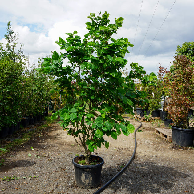 Assorted Mature Cercis Trees