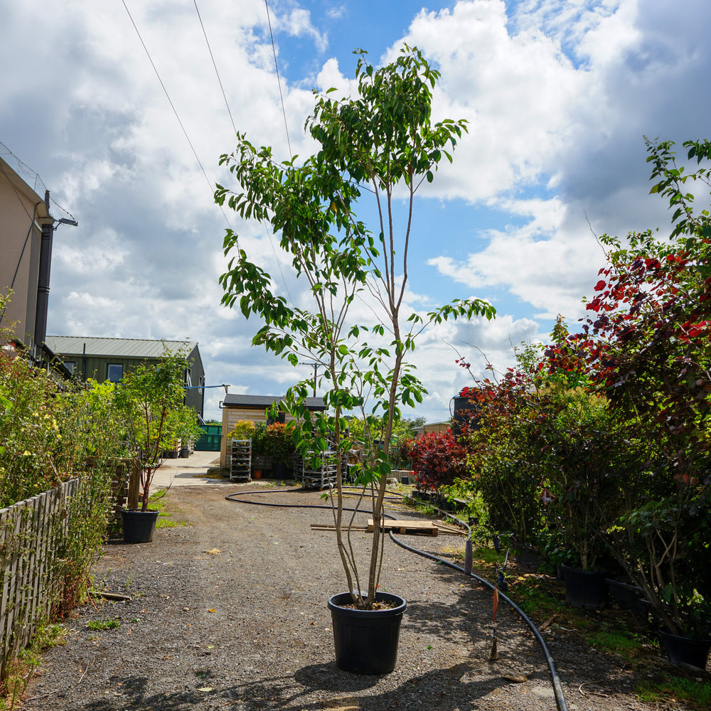 Mature Assorted Prunus Trees