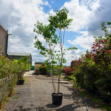 Mature Assorted Prunus Trees
