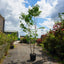 Mature Assorted Prunus Trees