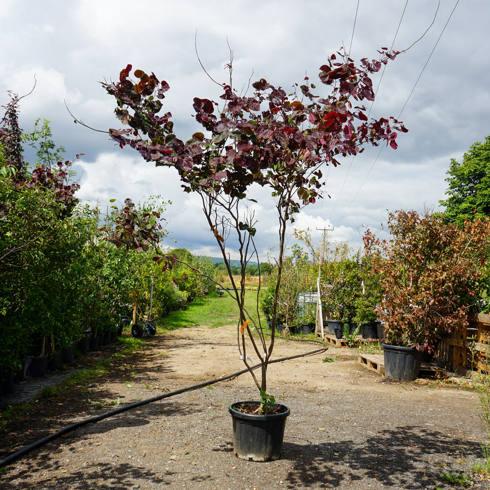Assorted Mature Cercis Trees