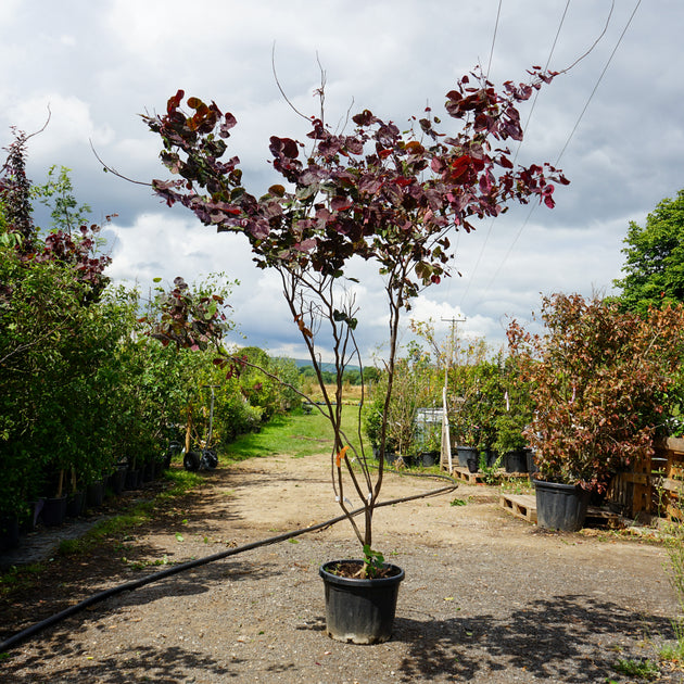 Assorted Mature Cercis Trees