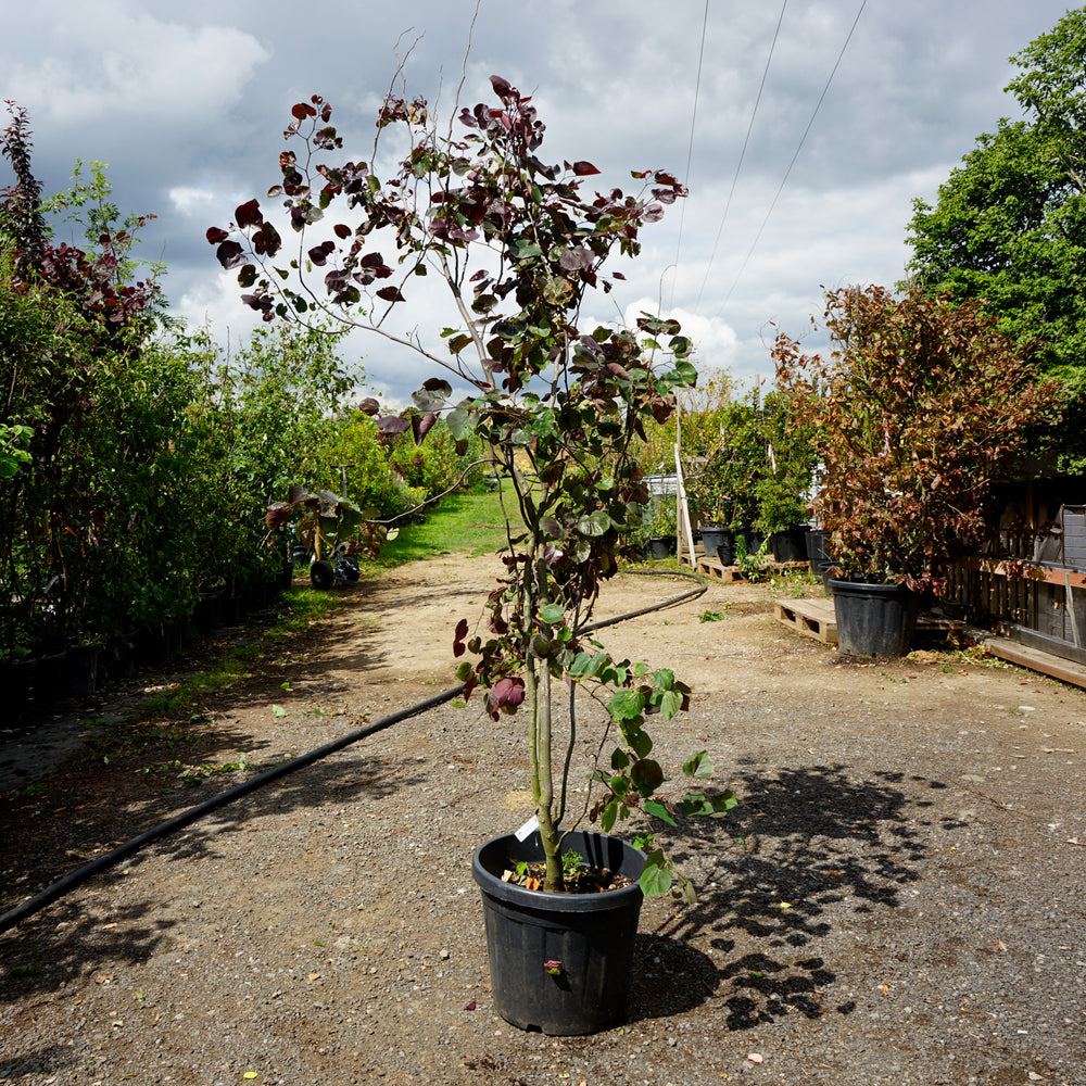 Assorted Mature Cercis Trees