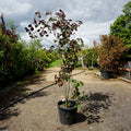 Assorted Mature Cercis Trees
