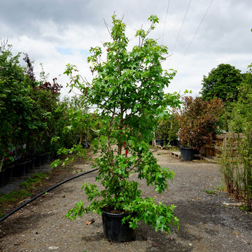 Assorted Clearance Liquidambar
