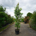 Assorted Mature Ornamental Pear Trees
