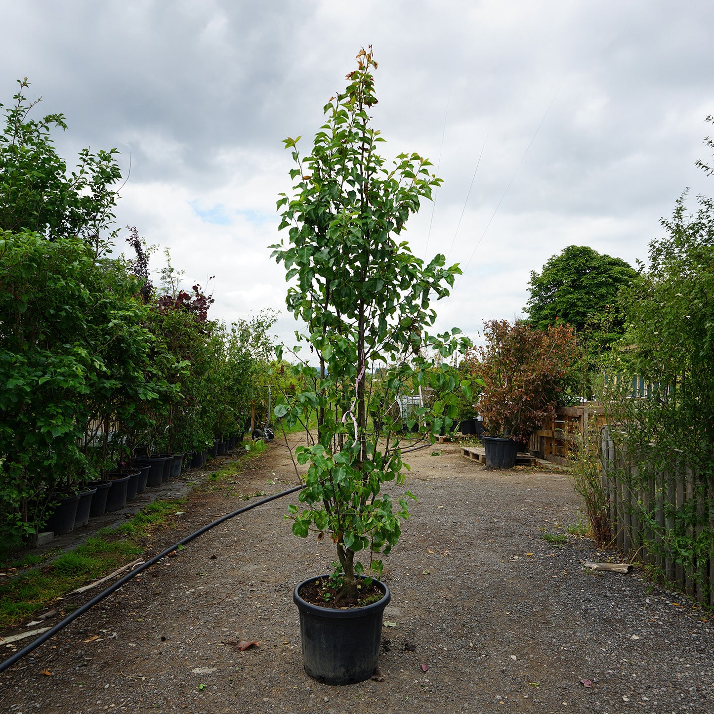 Assorted Mature Ornamental Pear Trees
