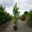Assorted Mature Ornamental Pear Trees